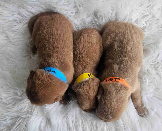 Golden Retriever Puppies media 10