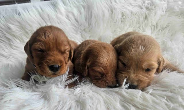 Golden Retriever Puppies media 11