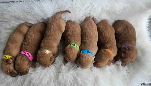 Golden Retriever Puppies media 12