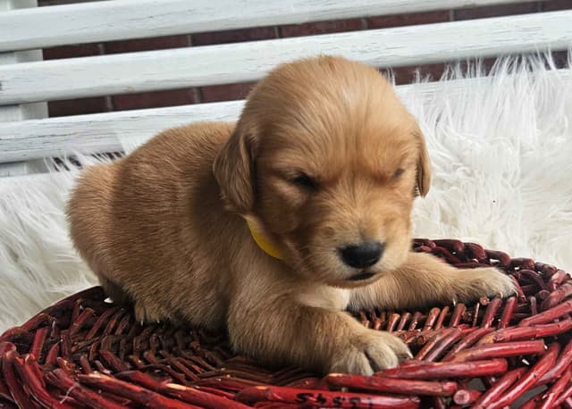 Golden Retriever Puppies media 14