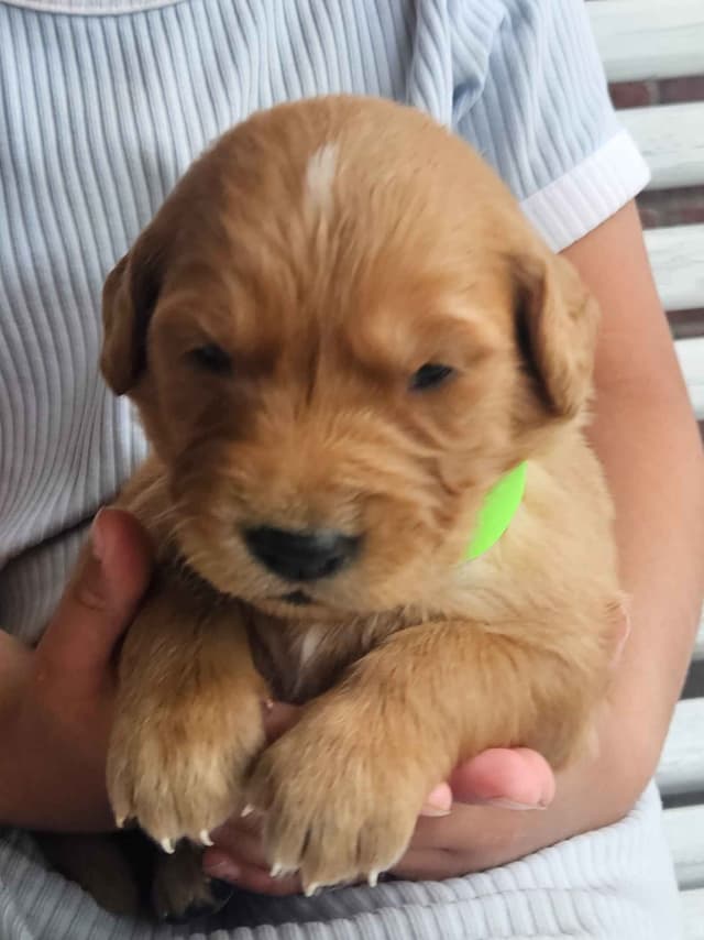 Golden Retriever Puppies media 15