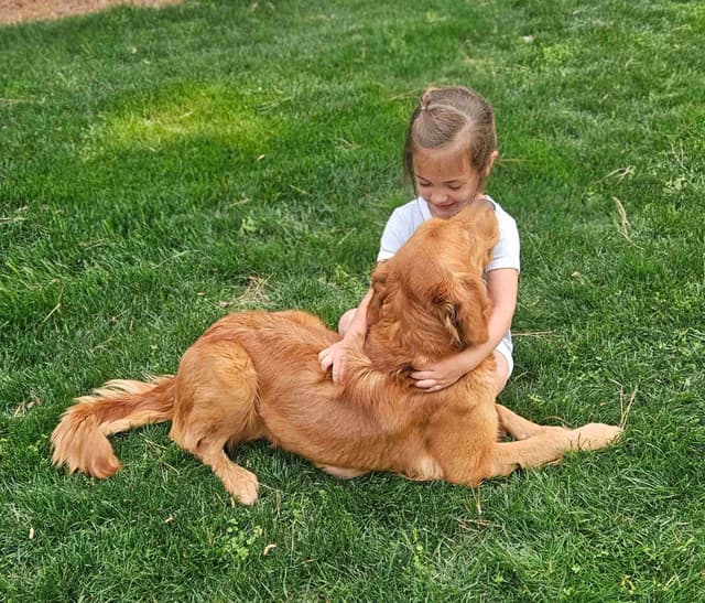 Golden Retriever Puppies media 18