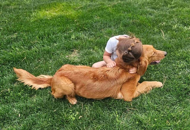 Golden Retriever Puppies media 17