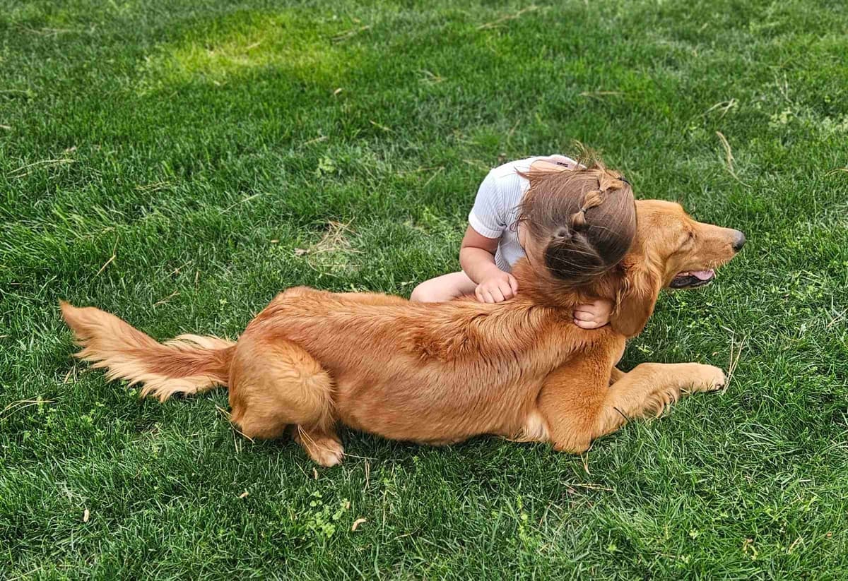 Golden Retriever Puppies breeder image 8
