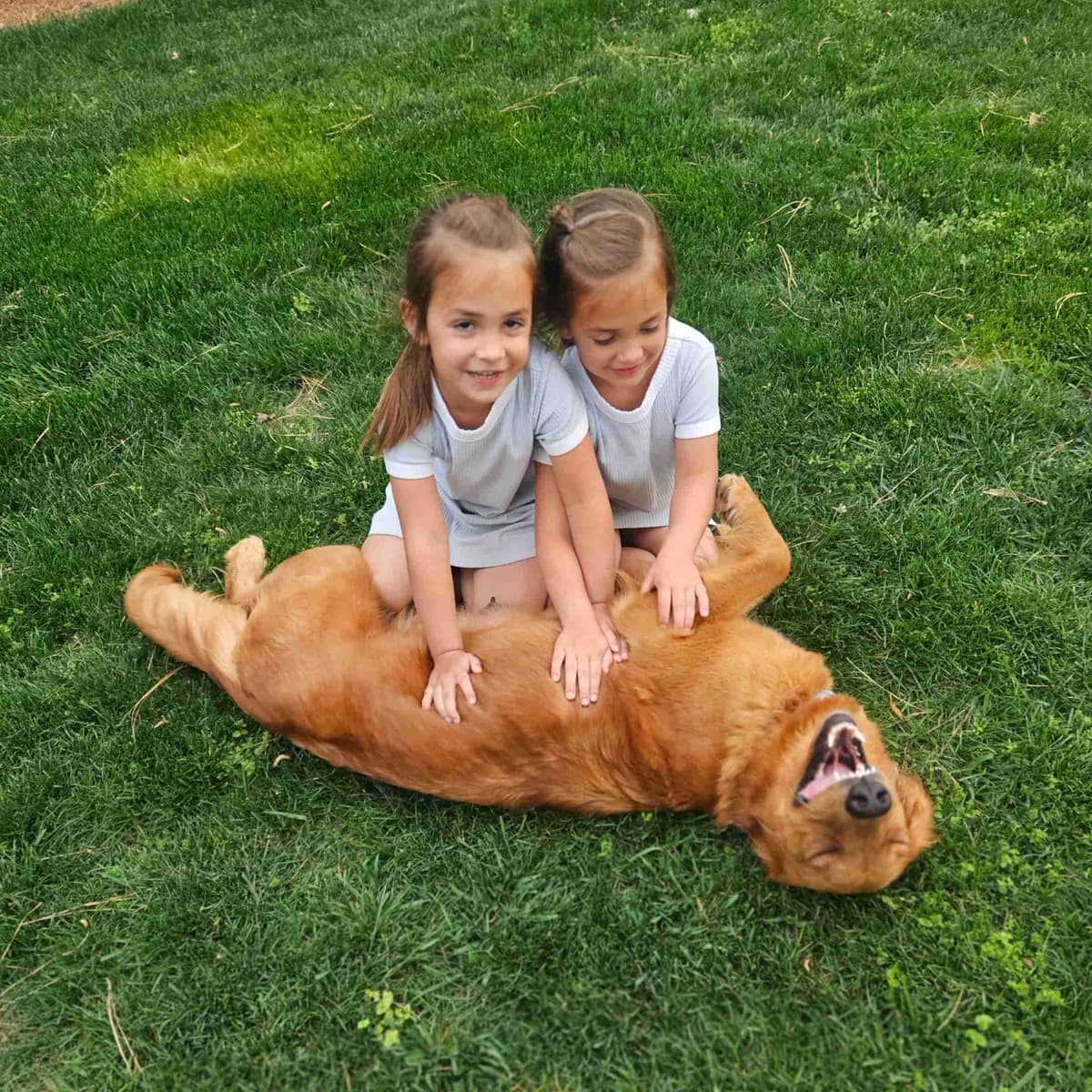 Golden Retriever Puppies breeder image 9
