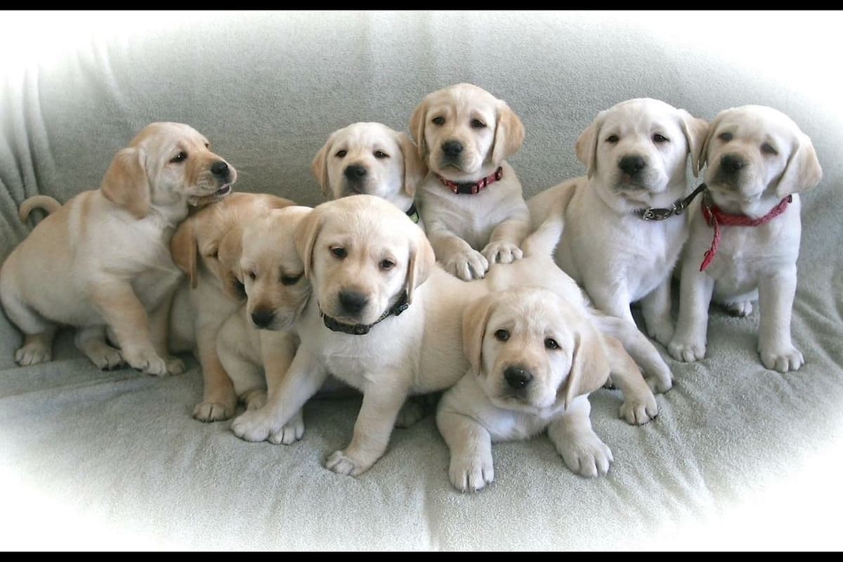 Adorable English Lab Puppies Ready for their Forever Home - See Pics!! breeder image 1