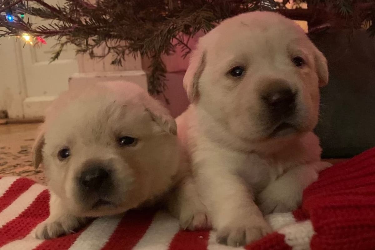 Adorable English Lab Puppies Ready for their Forever Home - See Pics!! breeder image 2