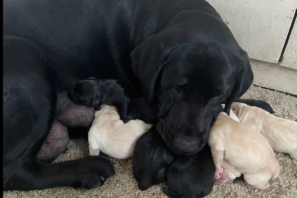 Adorable English Lab Puppies Ready for their Forever Home - See Pics!! breeder image 5