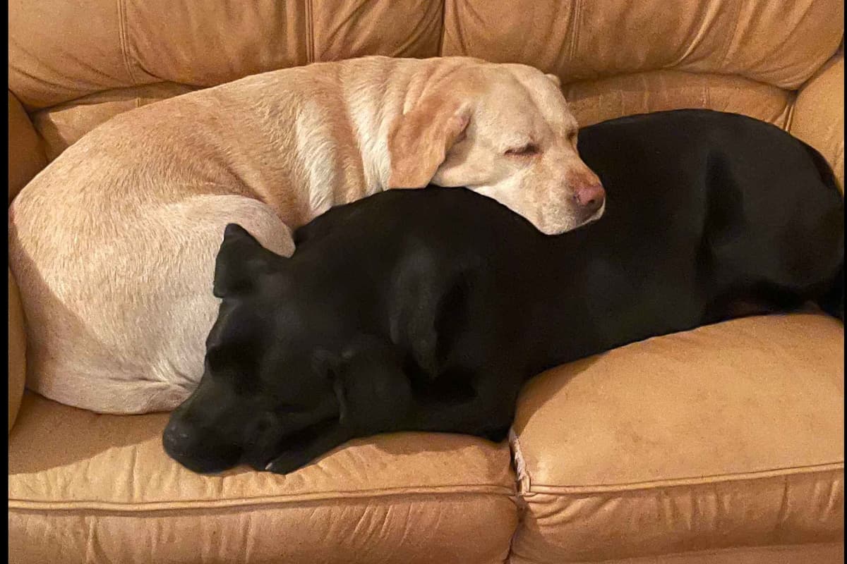 Adorable English Lab Puppies Ready for their Forever Home - See Pics!! breeder image 6