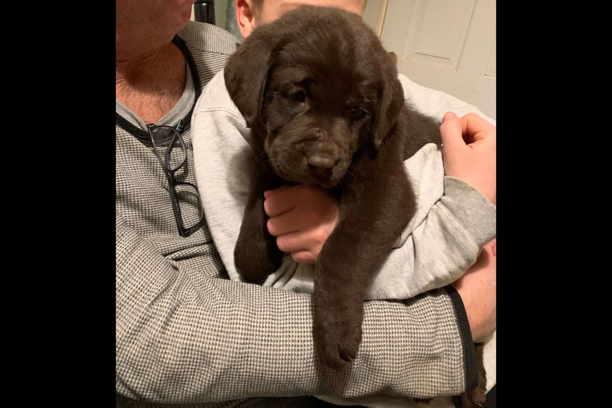 Adorable English Lab Puppies Ready for their Forever Home - See Pics!! breeder image 7