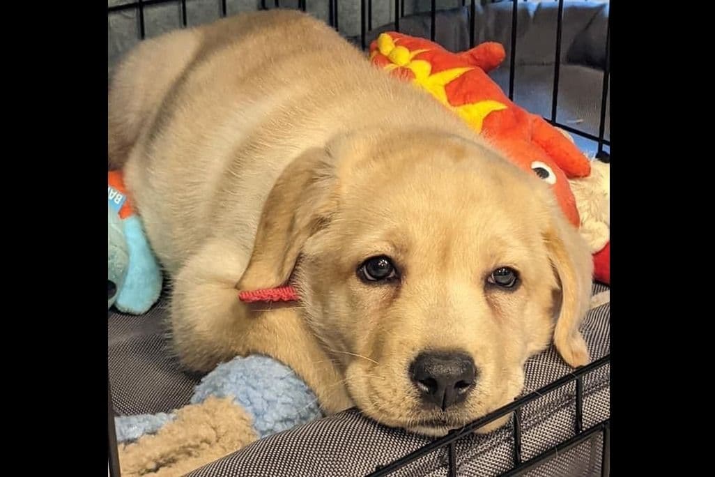 Adorable English Lab Puppies Ready for their Forever Home - See Pics!! breeder image 8