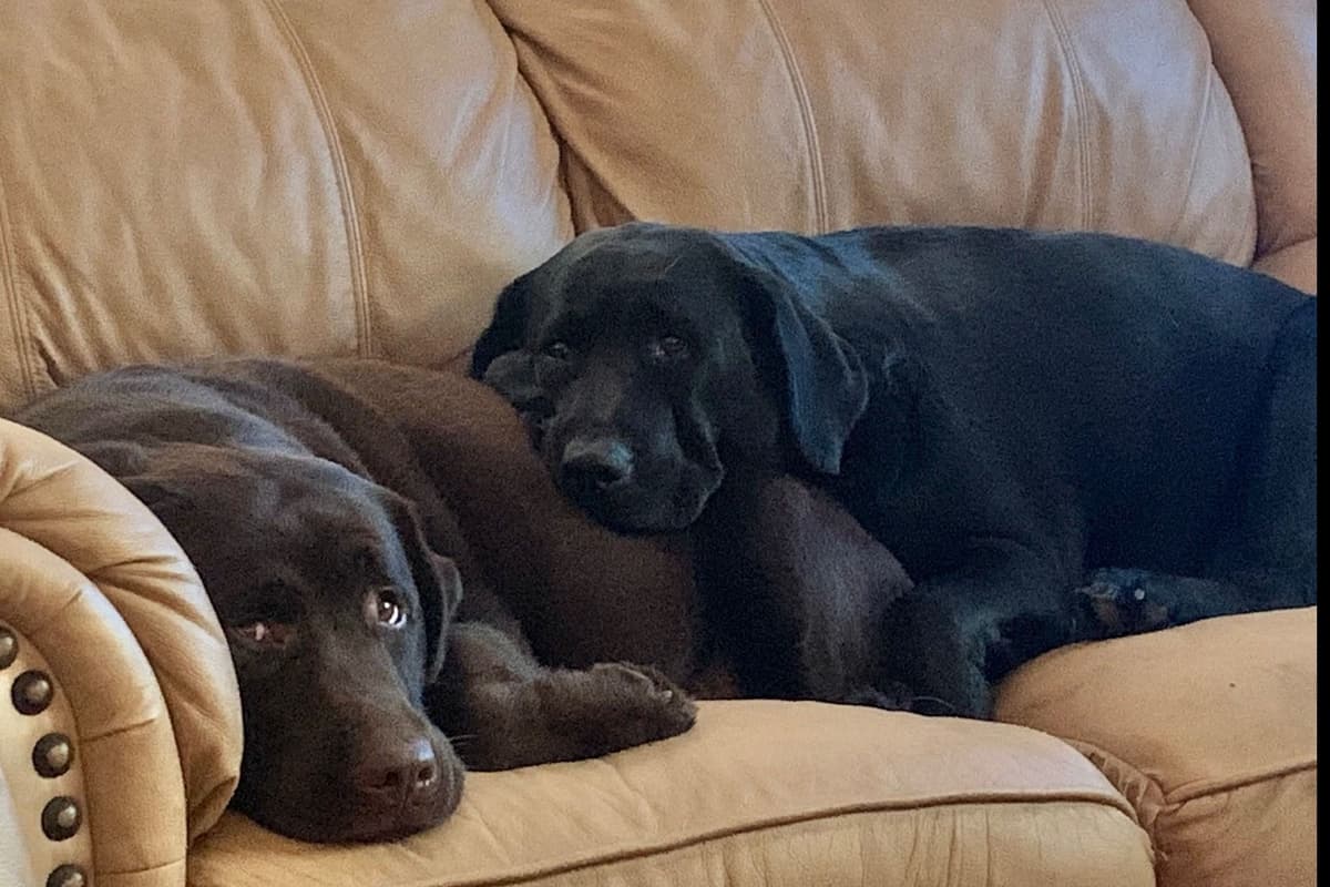 Adorable English Lab Puppies Ready for their Forever Home - See Pics!! breeder image 9