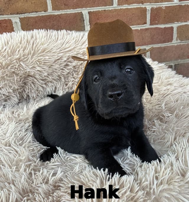 ADORABLE LAB PUPPIES ~ READY FOR NEW HOME ~ SEE PICTURES! media 2