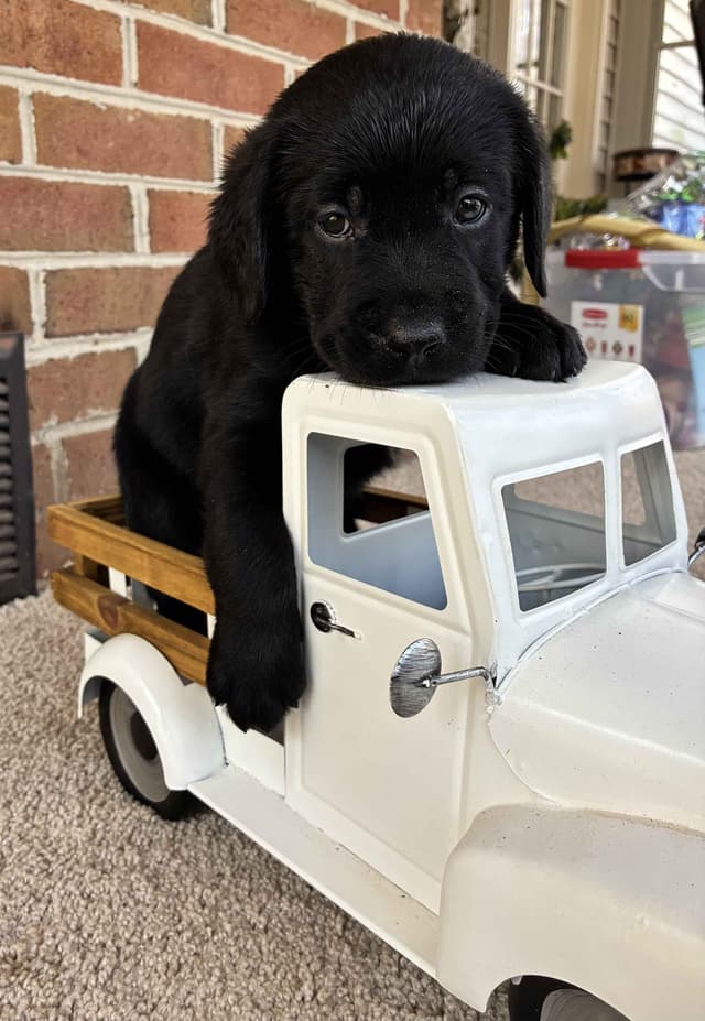 ADORABLE LAB PUPPIES ~ READY FOR NEW HOME ~ SEE PICTURES! media 3