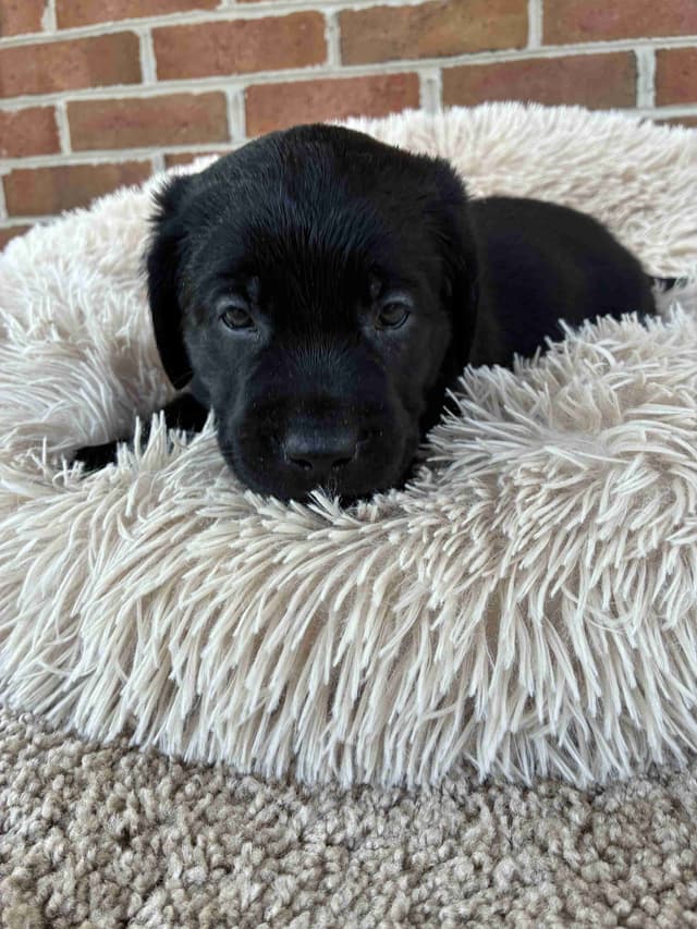 ADORABLE LAB PUPPIES ~ READY FOR NEW HOME ~ SEE PICTURES! media 4