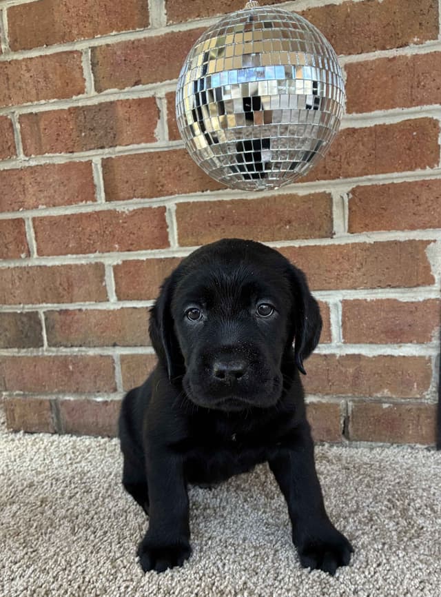 ADORABLE LAB PUPPIES ~ READY FOR NEW HOME ~ SEE PICTURES! media 5