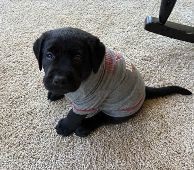 ADORABLE LAB PUPPIES ~ READY FOR NEW HOME ~ SEE PICTURES! media 6