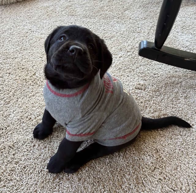 ADORABLE LAB PUPPIES ~ READY FOR NEW HOME ~ SEE PICTURES! media 7
