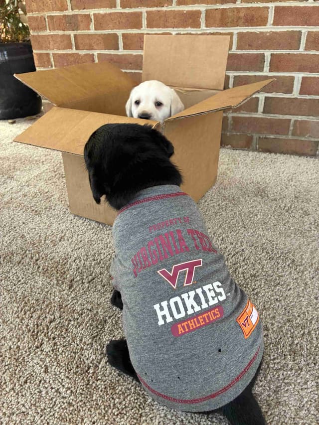 ADORABLE LAB PUPPIES ~ READY FOR NEW HOME ~ SEE PICTURES! media 8