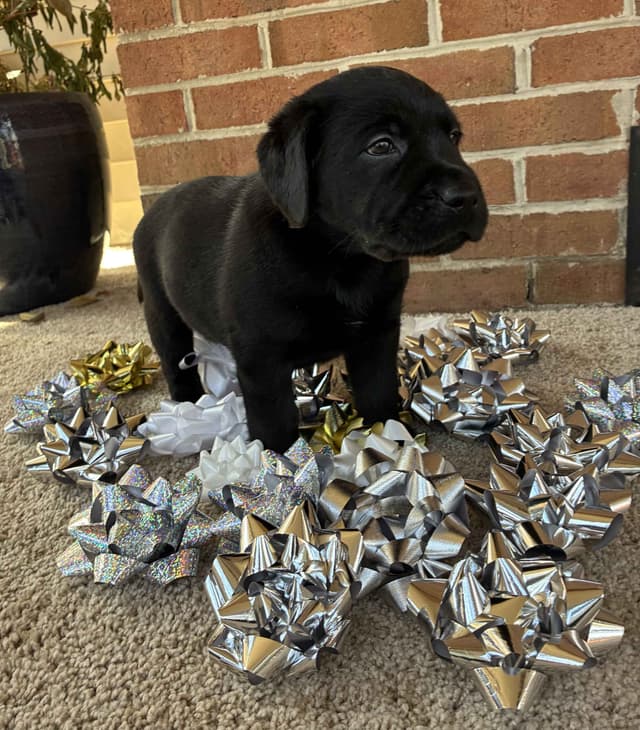 ADORABLE LAB PUPPIES ~ READY FOR NEW HOME ~ SEE PICTURES! media 9