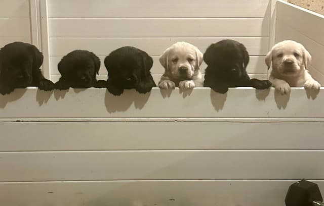 ADORABLE LAB PUPPIES ~ READY FOR NEW HOME ~ SEE PICTURES! media 10