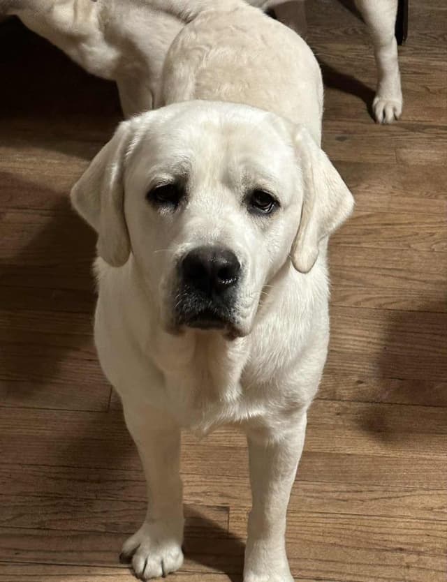ADORABLE LAB PUPPIES ~ READY FOR NEW HOME ~ SEE PICTURES! media 11
