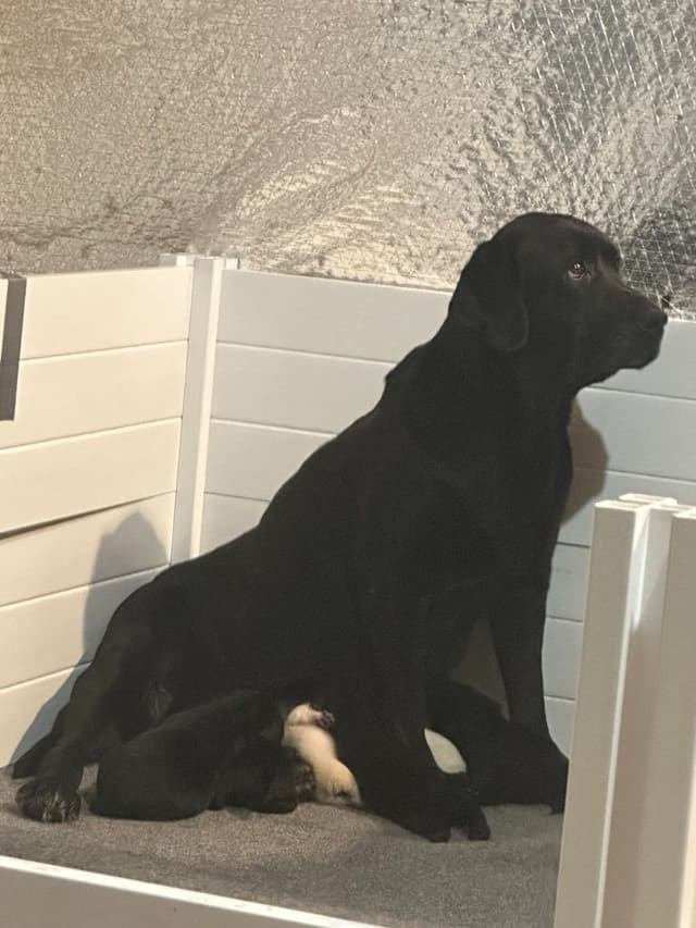 ADORABLE LAB PUPPIES ~ READY FOR NEW HOME ~ SEE PICTURES! media 12