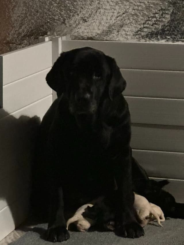 ADORABLE LAB PUPPIES ~ READY FOR NEW HOME ~ SEE PICTURES! media 13