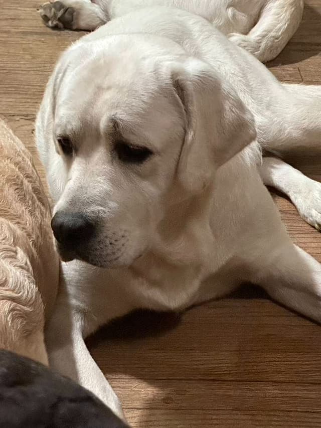 ADORABLE LAB PUPPIES ~ READY FOR NEW HOME ~ SEE PICTURES! media 14
