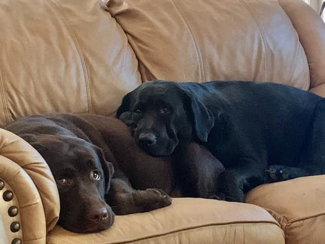 ADORABLE LAB PUPPIES ~ READY FOR NEW HOME ~ SEE PICTURES! media 15