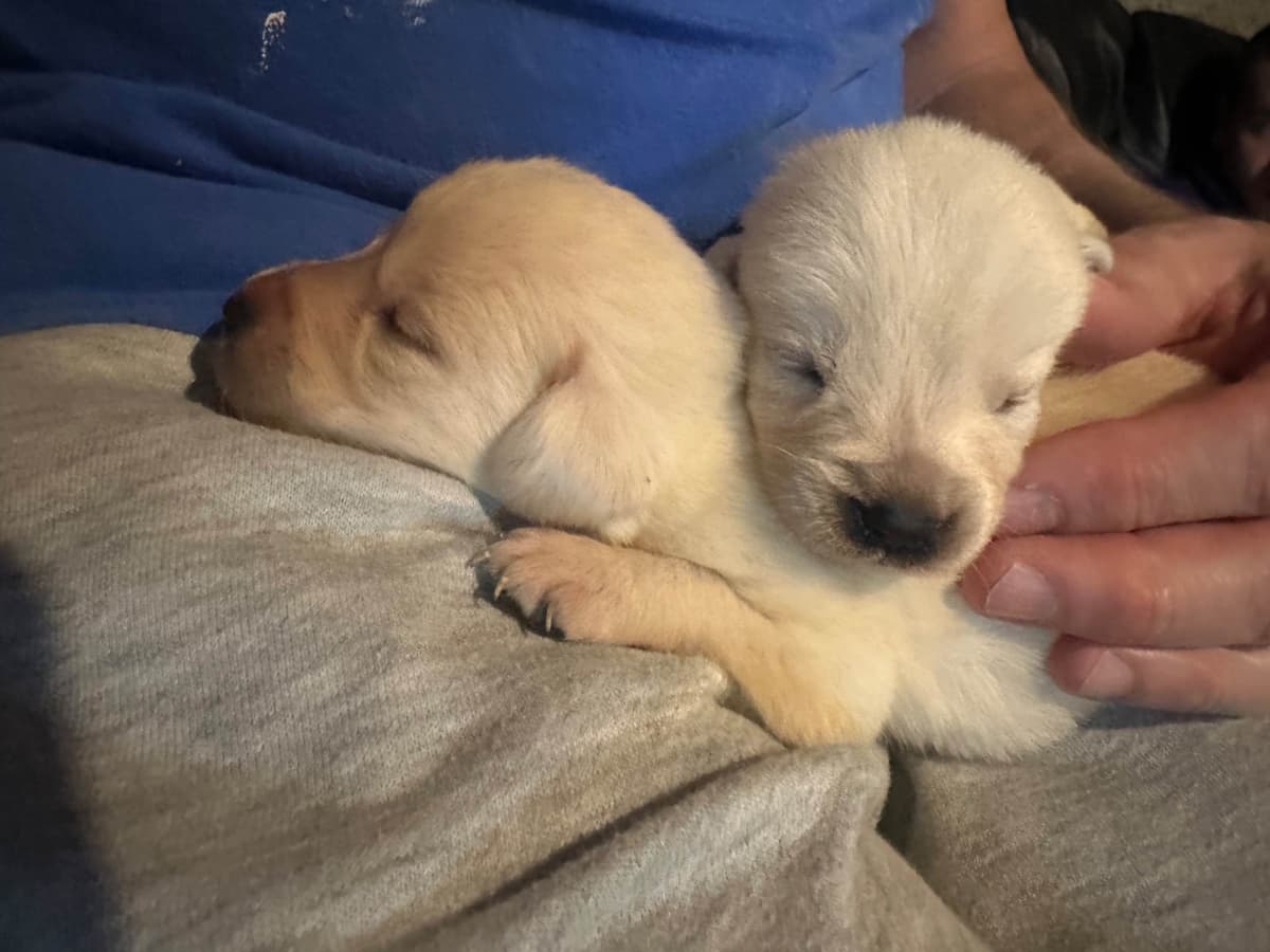 Adorable English Lab Puppies Ready for their Forever Home - See Pics!! breeder image 11