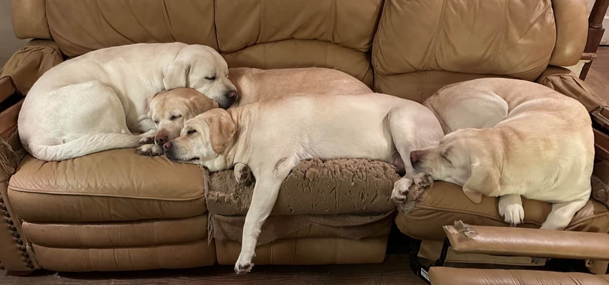 Adorable English Lab Puppies Ready for their Forever Home - See Pics!! breeder image 13