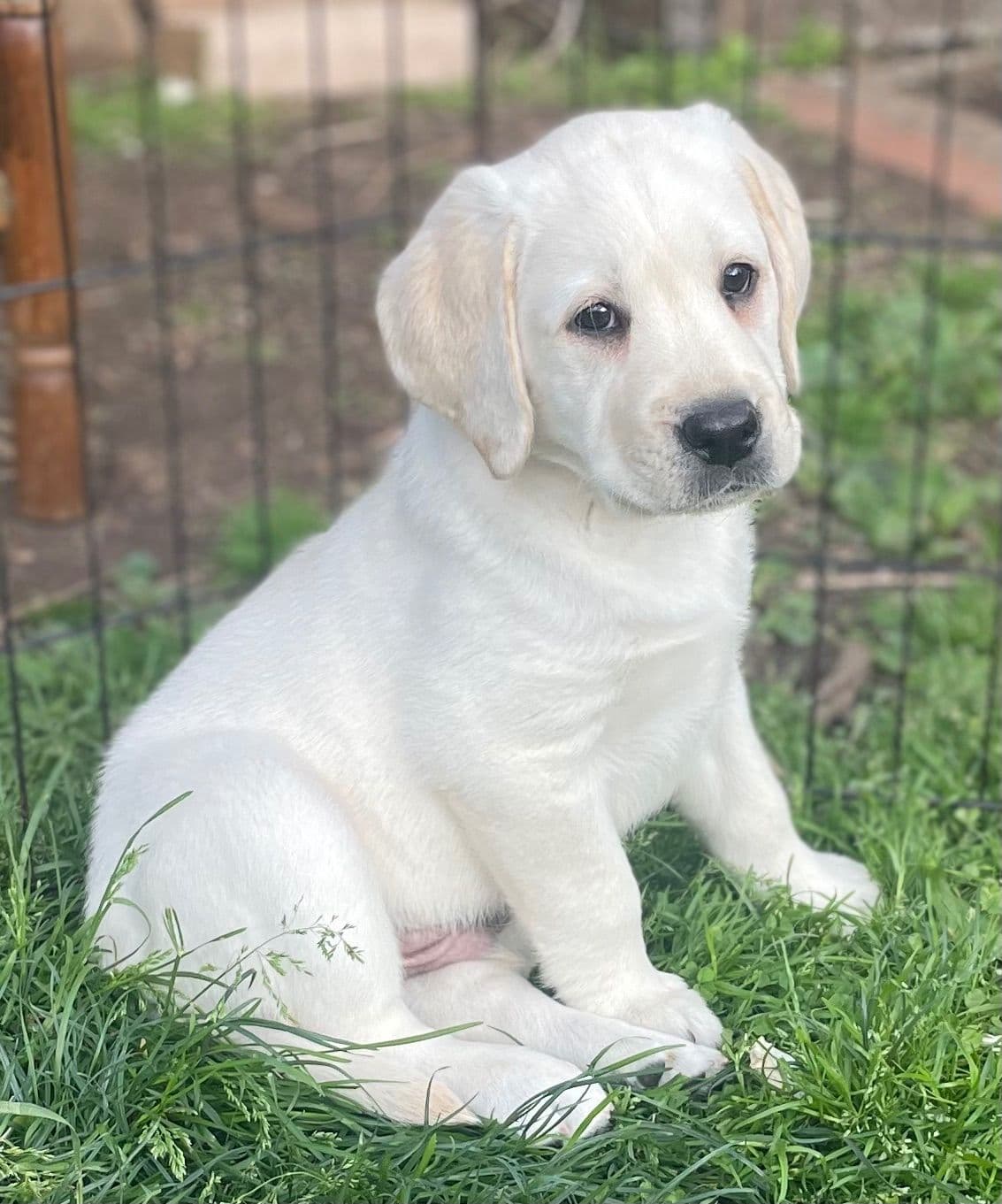 Adorable English Lab Puppies Ready for their Forever Home - See Pics!! breeder image 15