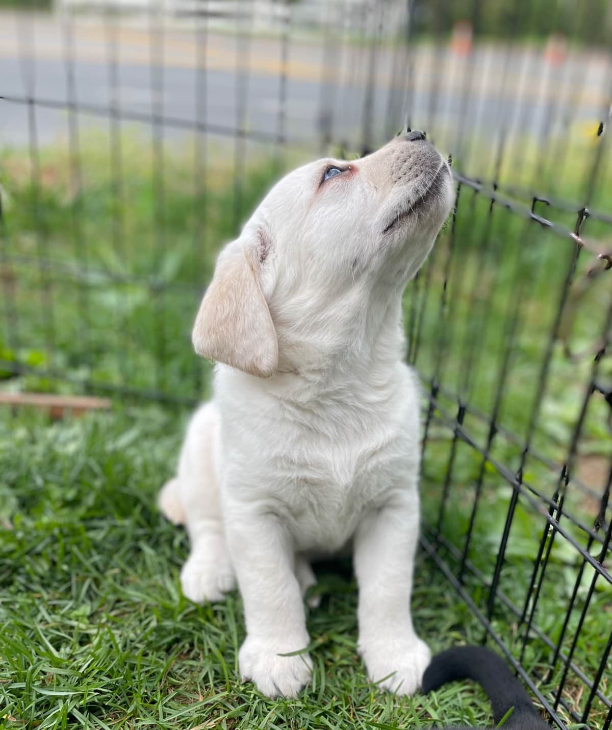 Adorable English Lab Puppies Ready for their Forever Home - See Pics!! breeder image 17