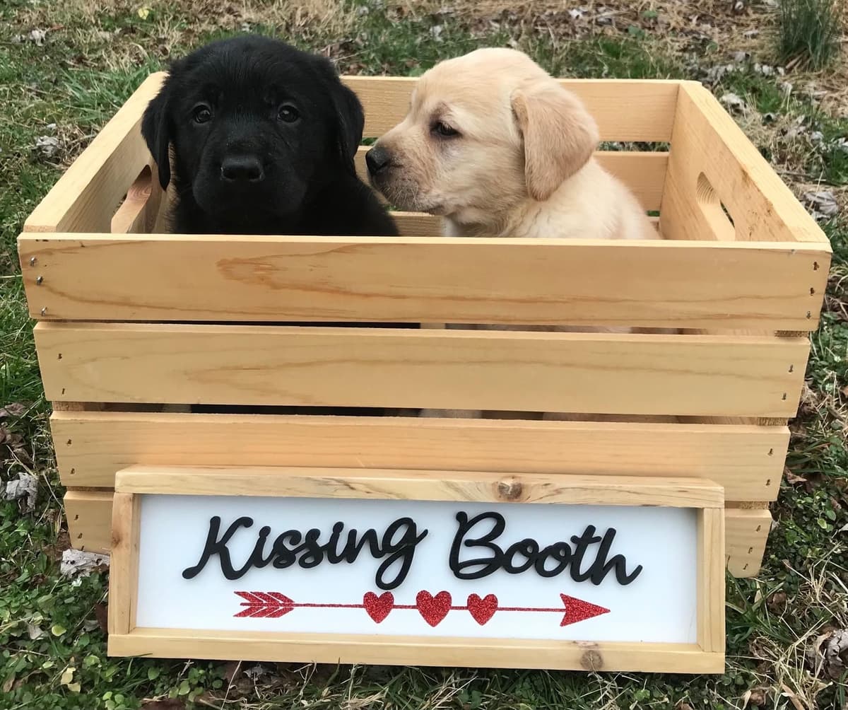 Adorable English Lab Puppies Ready for their Forever Home - See Pics!! breeder image 19