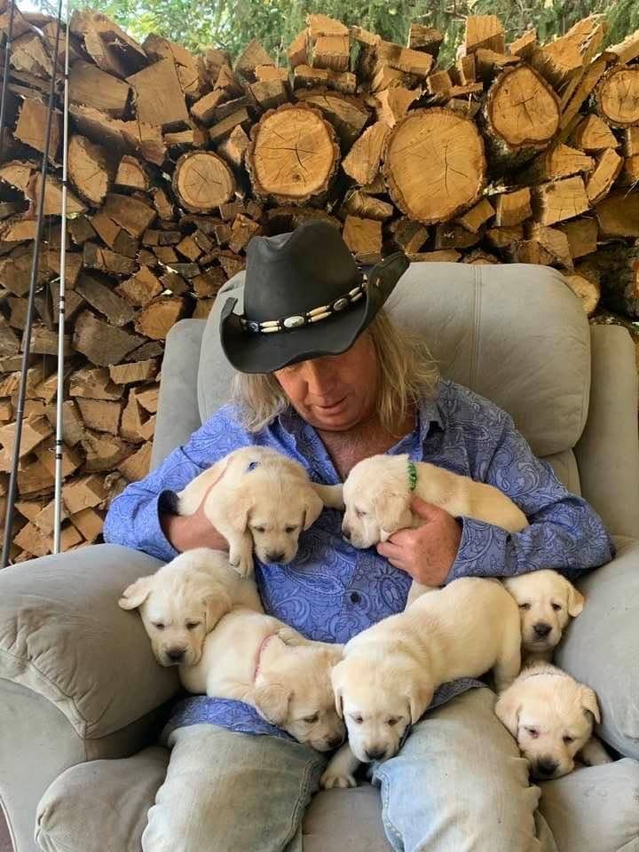 Adorable English Lab Puppies Ready for their Forever Home - See Pics!! breeder image 21