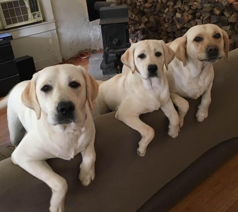 Adorable English Lab Puppies Ready for their Forever Home - See Pics!! breeder image 23