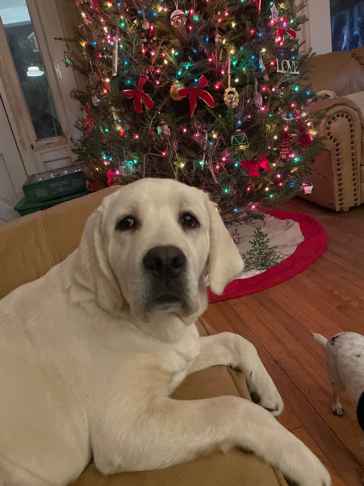 Adorable English Lab Puppies Ready for their Forever Home - See Pics!! breeder image 24