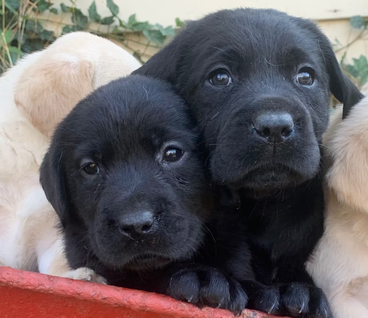 Adorable English Lab Puppies Ready for their Forever Home - See Pics!! breeder image 26