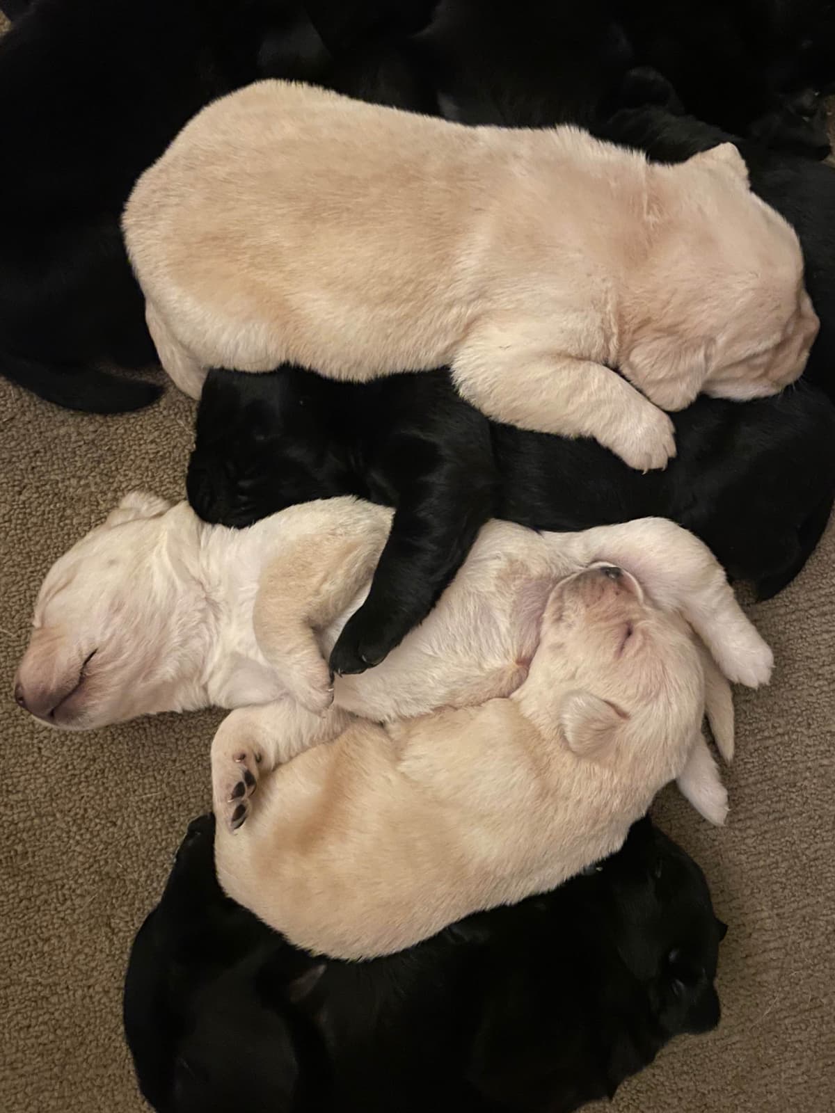 Adorable English Lab Puppies Ready for their Forever Home - See Pics!! breeder image 27