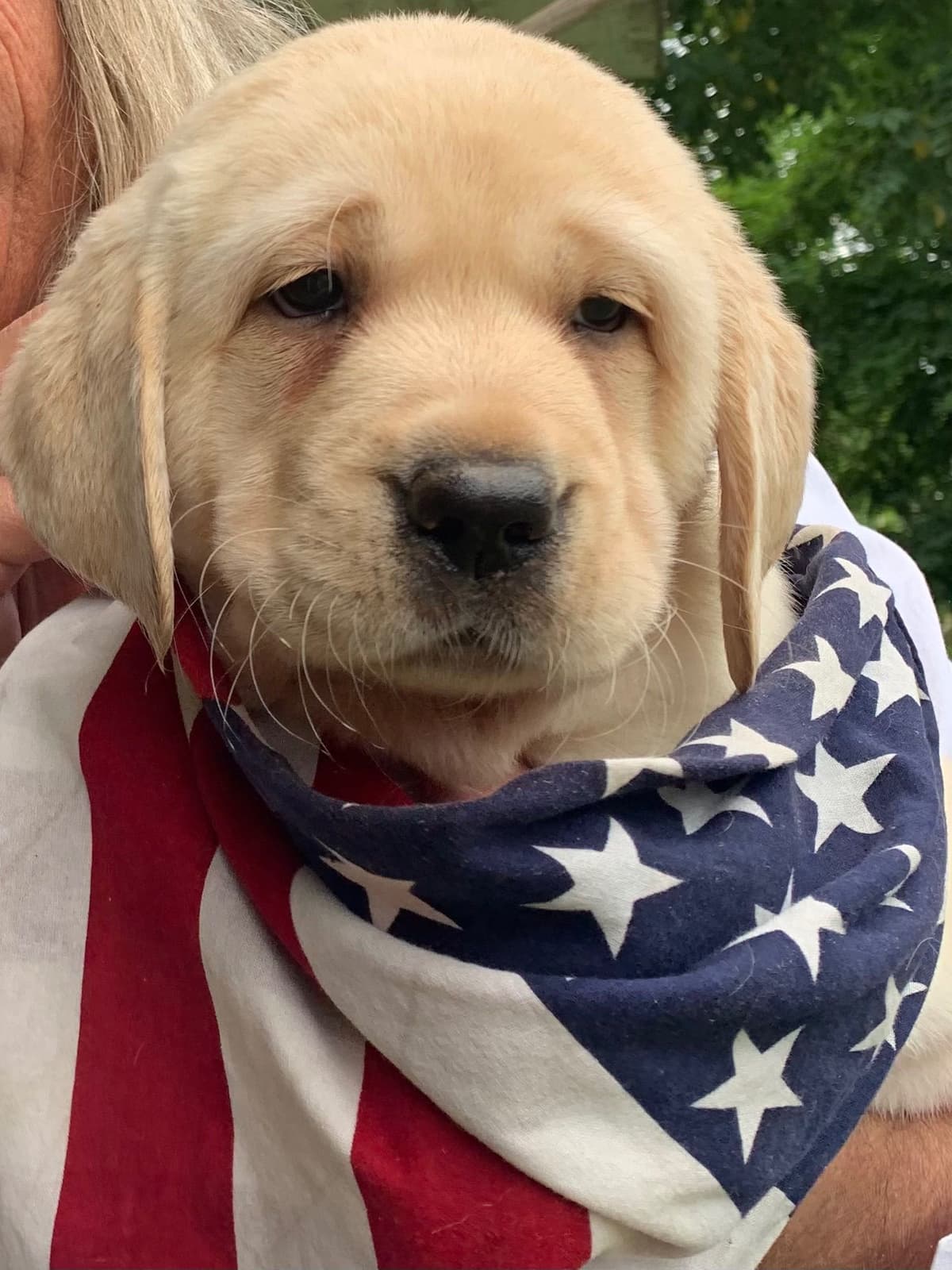Adorable English Lab Puppies Ready for their Forever Home - See Pics!! breeder image 28