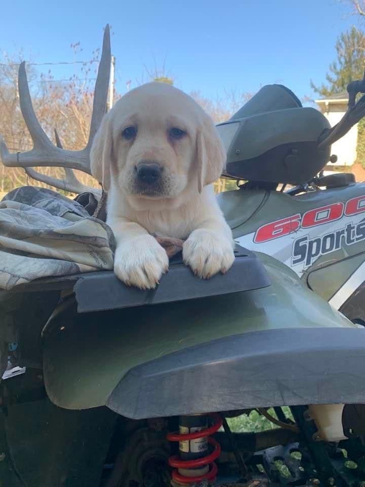 Adorable English Lab Puppies Ready for their Forever Home - See Pics!! breeder image 30