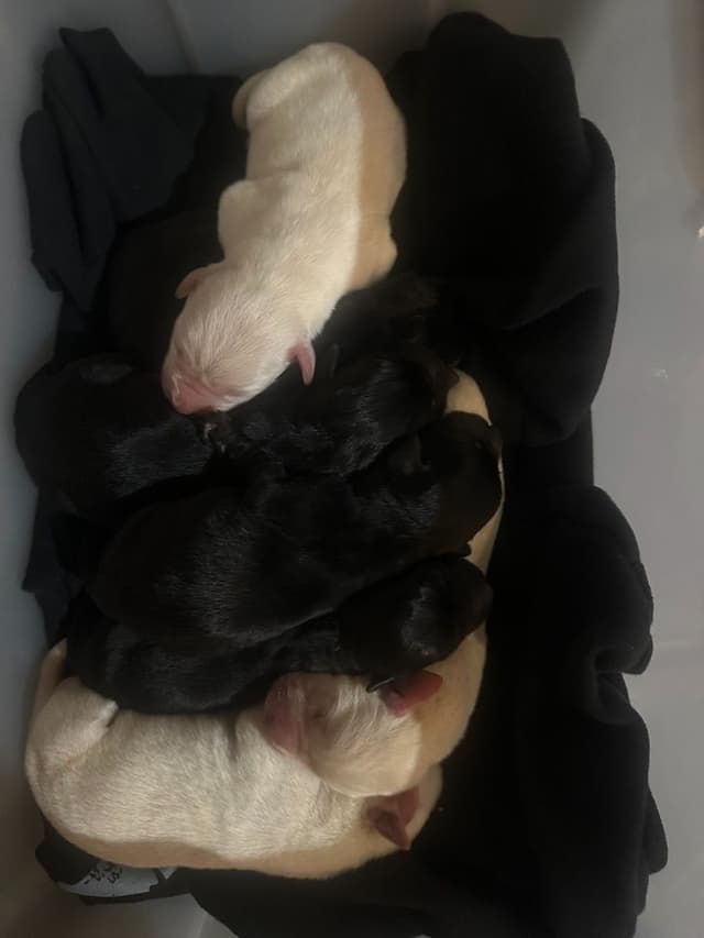Adorable English Lab Puppies Ready for their Forever Home - See Pics!! media 21
