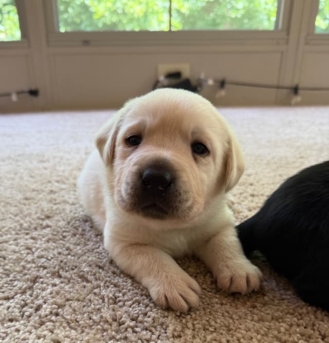 Adorable English Lab Puppies Ready for their Forever Home - See Pics!! media 2