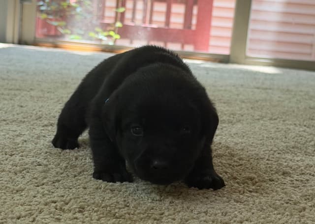 Adorable English Lab Puppies Ready for their Forever Home - See Pics!! media 9