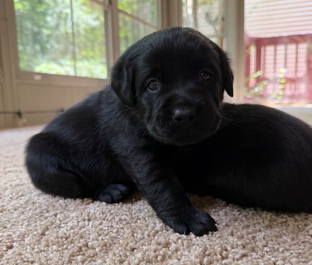 Adorable English Lab Puppies Ready for their Forever Home - See Pics!! media 13