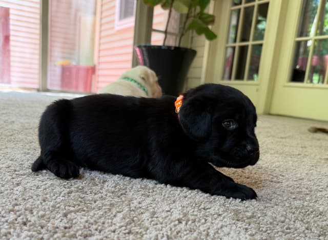 Adorable English Lab Puppies Ready for their Forever Home - See Pics!! media 6