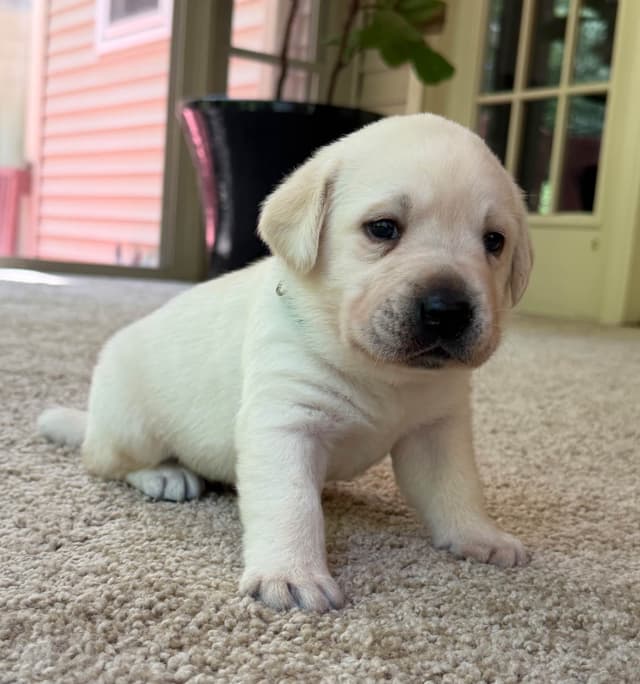 Adorable English Lab Puppies Ready for their Forever Home - See Pics!! media 4
