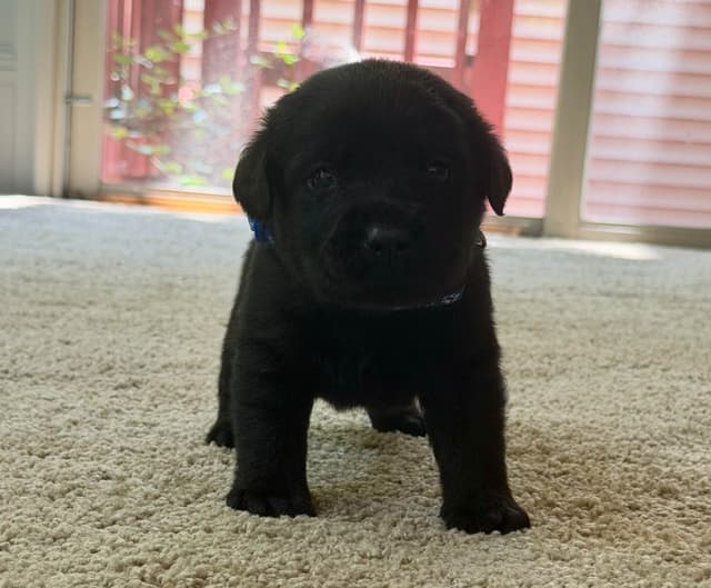 Adorable English Lab Puppies Ready for their Forever Home - See Pics!! media 10