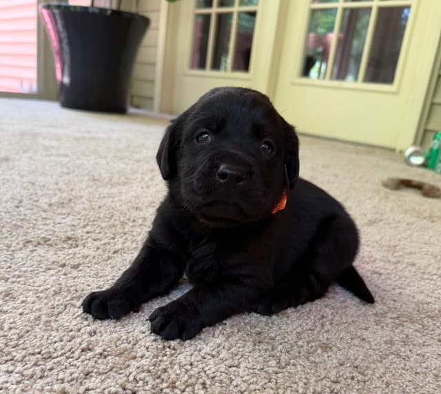 Adorable English Lab Puppies Ready for their Forever Home - See Pics!! media 5